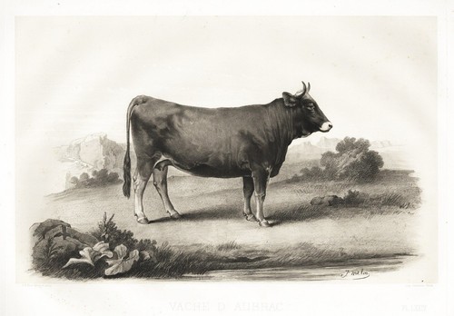 Aubrac vache kuh - vache, cattle