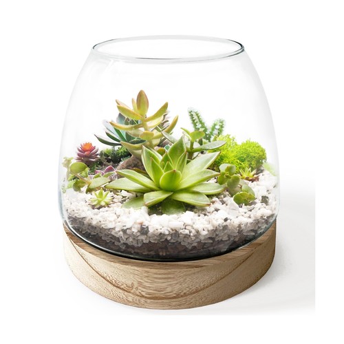 Inch plant glass - plant,