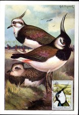 915+ FDC CARTE 1er JOUR  BELGIQUE  OISEAUX   VANNEAU  HUPPE