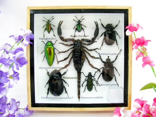 Insectes exotiques réel - insectes,