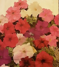 Pétunia  à  grandes fleurs
