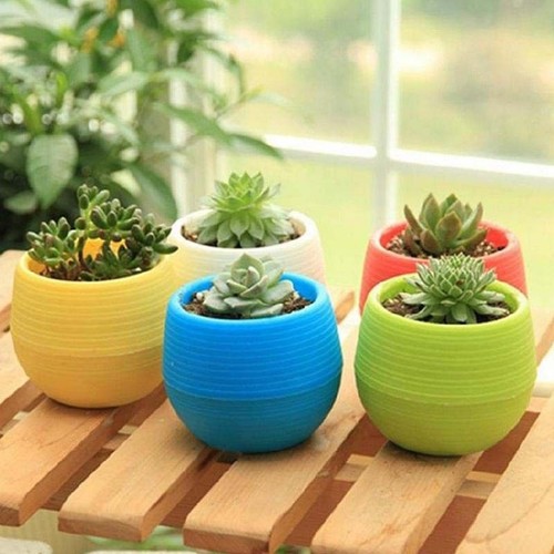 Pour mini pot - pot, plantes