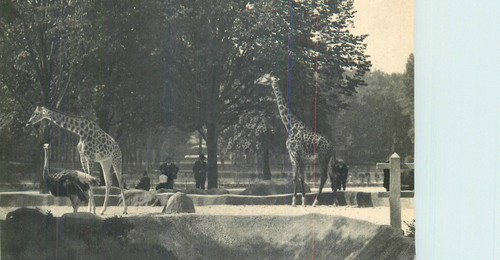 Paris parc zoologique bois - zoologique,