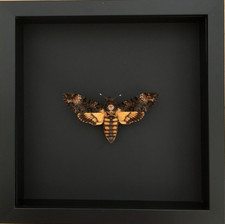 Véritable Sphinx Tête de Mort - Acherontia Atropos -naturalisé sous cadre...