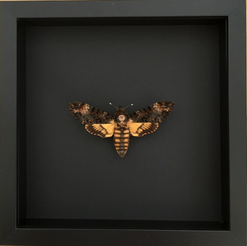 Véritable sphinx tête - véritable,
