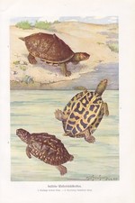 Tortues D'Eau Indiennes Impression En Couleurs De 1912 Kachuga