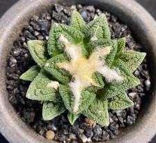 Rare Cacti Caudex bravoanus