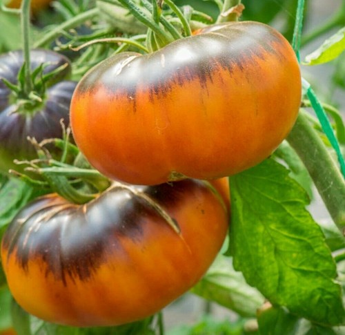 Afternoon delight tomato 5 - afternoon,