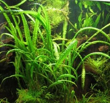 Cryptocoryne crispatula