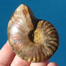 Minéraux *** GRANDE AMMONITE