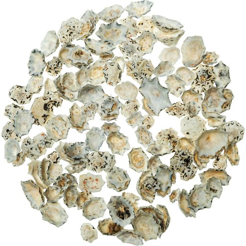 Coquillages patella star - -, 1.5