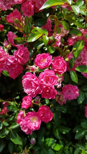 Rosa pretty fairy rosier - rosa, 'pretty