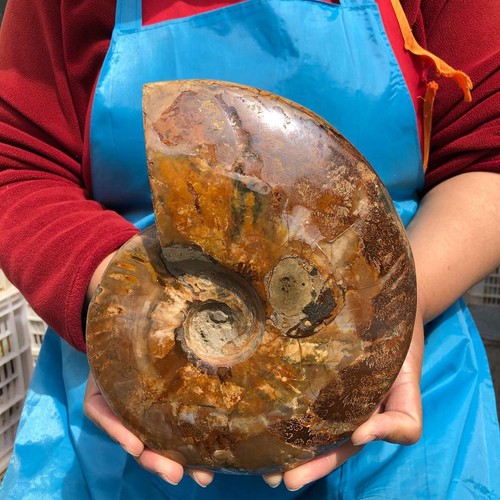 29lb rare natural tentacle - rare!,