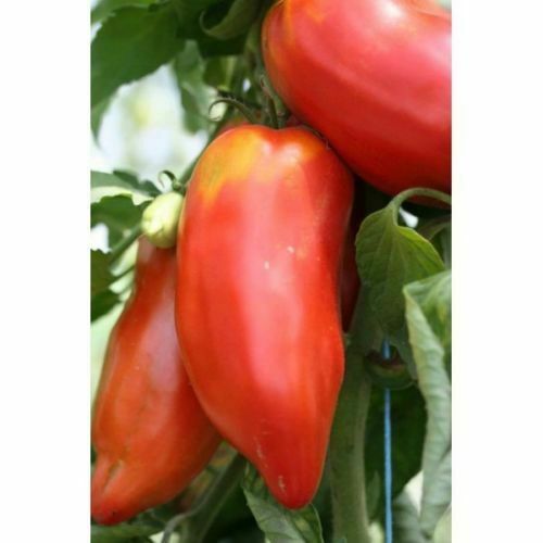 Tomate andine cornue 50 - tomate,