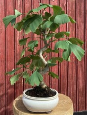 Bonsaï ginkgo biloba ans - bonsaÏ, 10