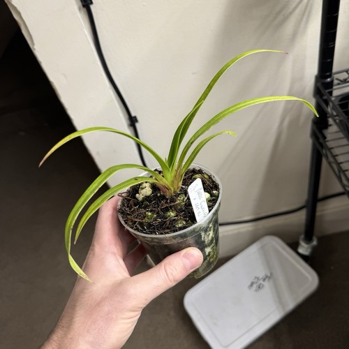 Phragmipedium conchiferum - phragmipedium, x