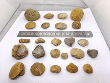 Lot de fossiles variés