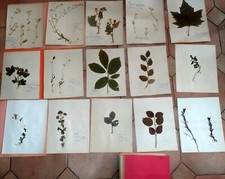 60 planches d'herbier ancien