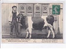 PONTIVY: vente de vaches