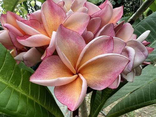 Plumeria rubra california - plumeria,