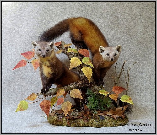 Marten pair taxidermy - marten,
