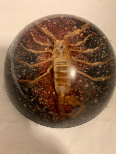 Scorpion paperweight half - in,