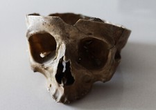 Medical Skull (from a french