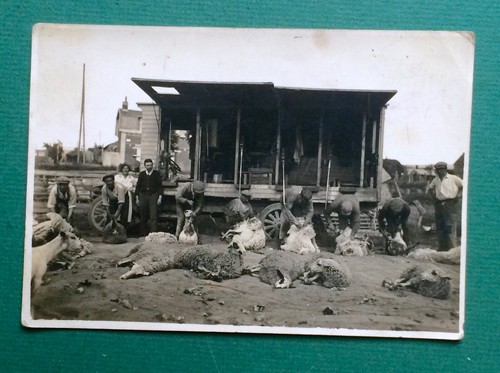 Photo ancienne tonte - tonte, des