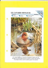 Fiche - N°199 - Le canard siffleur