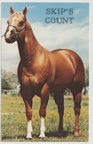 Skip count palomino aqha - count,