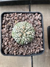 Astrophytum Asterias V Type