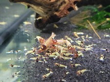 Lot de 10 Crevettes