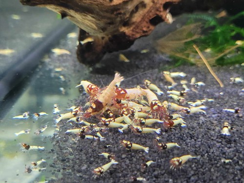 Lot crevettes - lot, de