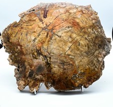 Bois petrifié du Madagascar
