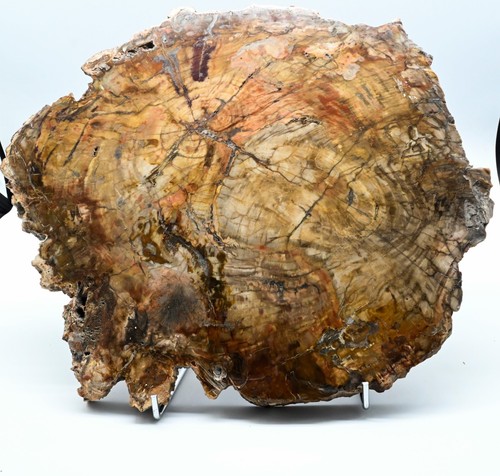 Bois petrifié madagascar - bois, du