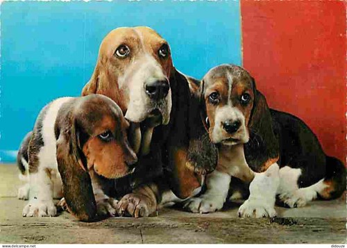 Carte postale animaux - carte,