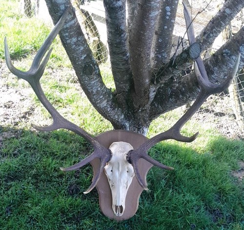 Gros trophée cerf - gros,