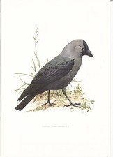 Planche 05 Histoire Naturelle Oiseaux : Choucas