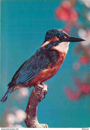 Carte postale animaux - animaux,