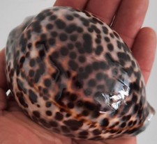 curiosité , taxidermie ,Coquillage : enooorme Cypraea Tigris