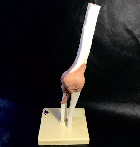 écorché maquette anatomique - Écorché,