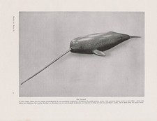 Monodon monoceros narval - monodon,
