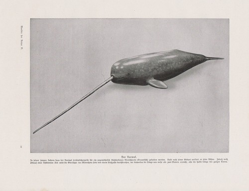 Monodon monoceros narval - monodon,