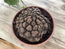 dioscorea mexicana géante