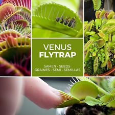 Carnivore venus fly trap
