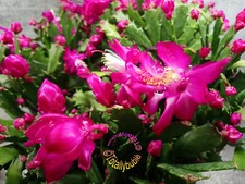 Bouture cutting schlumbergera - cutting,