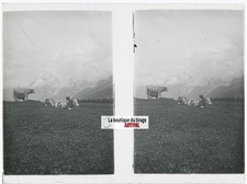 Vaches, Alpes Suisse, stéréo