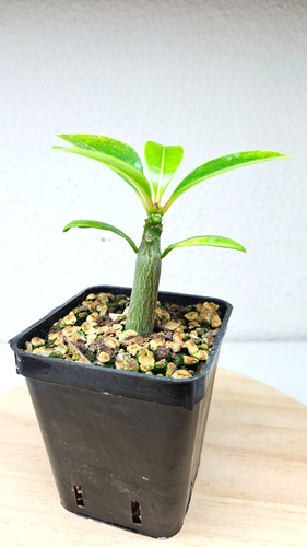 Pachypodium decaryi