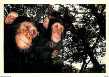 Animaux - Singes - Chimpanzé