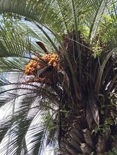 10 Pindo Palm Seeds (Butia